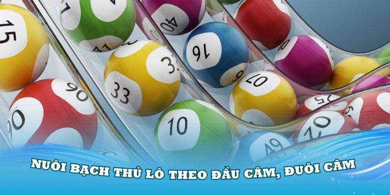 Nuôi bạch thủ lô theo đầu câm, đuôi câm